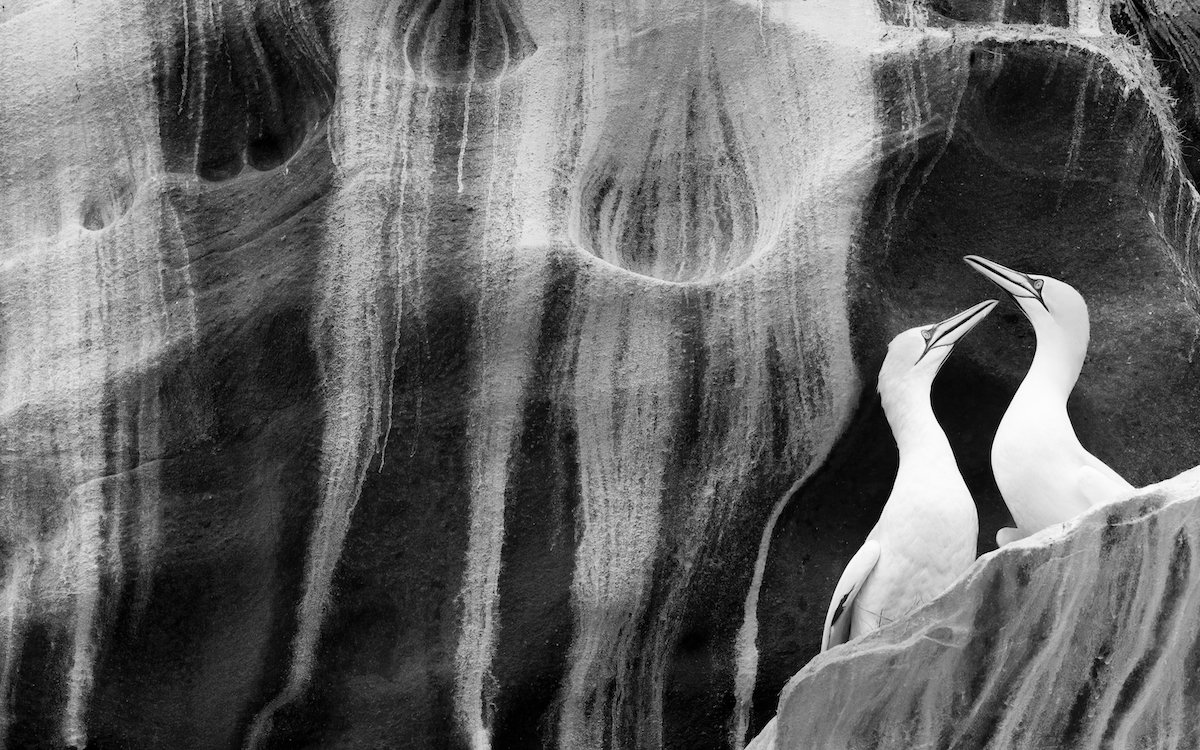 Wildlife Photographer of the Year | The Natural History Museum